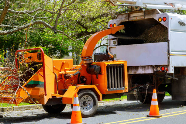 Trusted St John, IN  Tree Services Experts